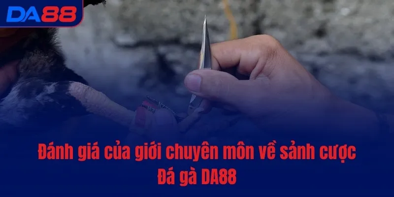 Đá gà DA88 - Cược nhanh, tiền vào túi ào ào sau mỗi lượt - vaxon.dev