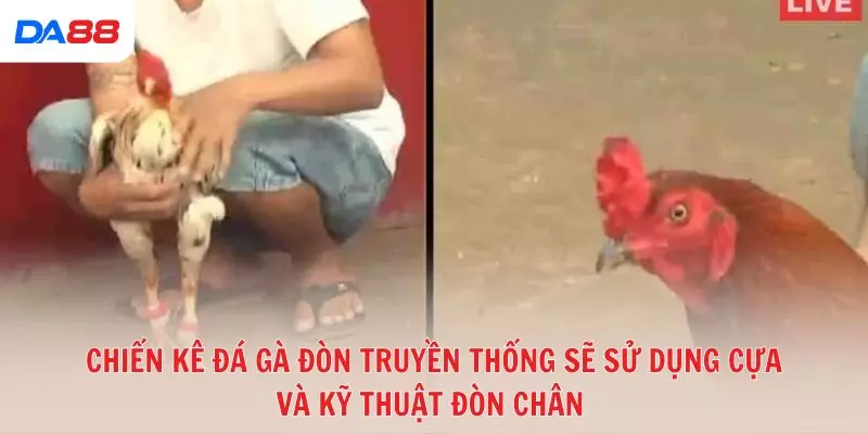 Đá gà đòn truyền thống: Bí quyết để đánh giá chiến kê và chiến thắng 2026 - vaxon.dev