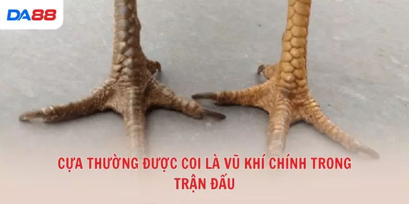 Từ A đến Z các thuật ngữ đá gà phổ biến trong sới gà hiện nay 2026 - vaxon.dev