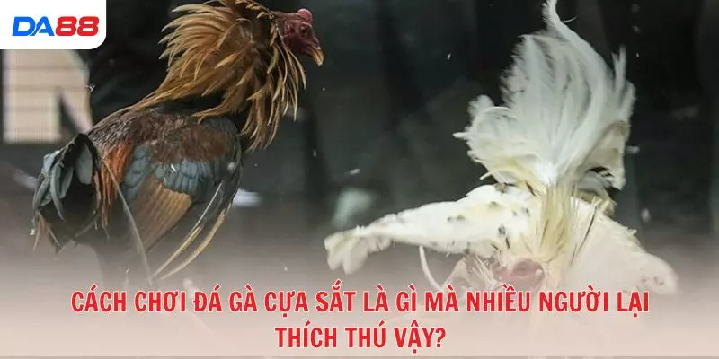 Gà cựa sắt là gì và vì sao được nhiều tay chơi ưa chuộng? 2026 - vaxon.dev
