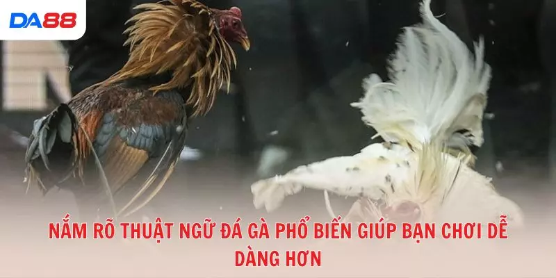 Từ A đến Z các thuật ngữ đá gà phổ biến trong sới gà hiện nay 2026 - vaxon.dev