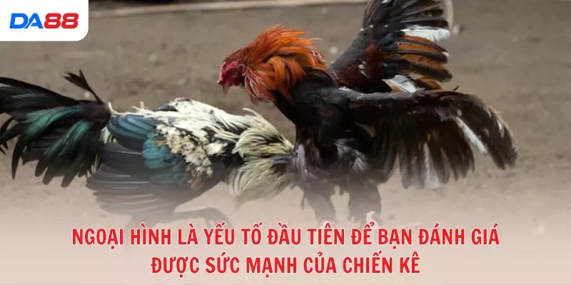 Đá gà đòn truyền thống: Bí quyết để đánh giá chiến kê và chiến thắng 2026 - vaxon.dev