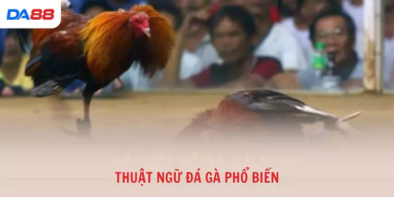 Từ A đến Z các thuật ngữ đá gà phổ biến trong sới gà hiện nay 2026 - vaxon.dev