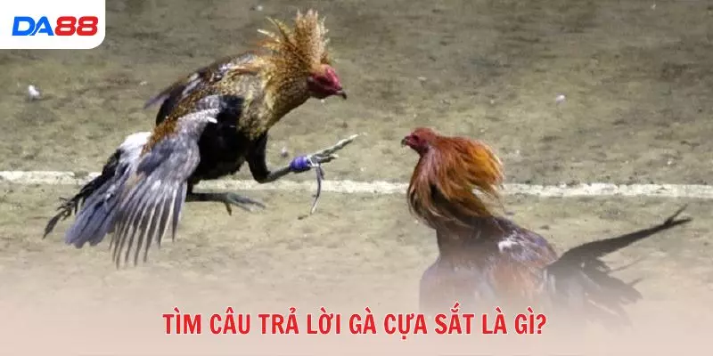 Gà cựa sắt là gì và vì sao được nhiều tay chơi ưa chuộng? 2026 - vaxon.dev