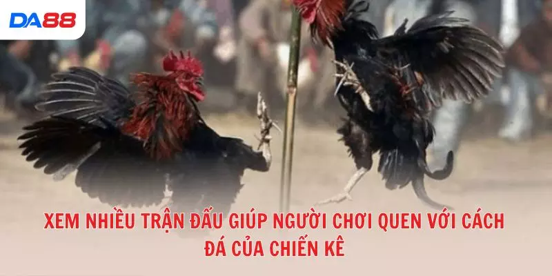 Đá gà đòn truyền thống: Bí quyết để đánh giá chiến kê và chiến thắng 2026 - vaxon.dev