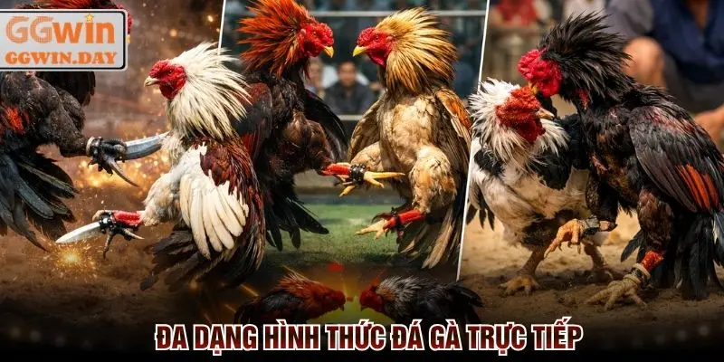 Đá Gà Trực Tiếp 24/7 - Cược Ngay Thắng Lớn Tại GGWin - vaxon.dev